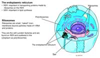 Identifying Eukaryotic Animal Cell Organelles 