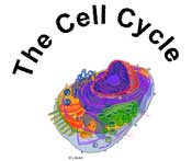The Cell Cycle